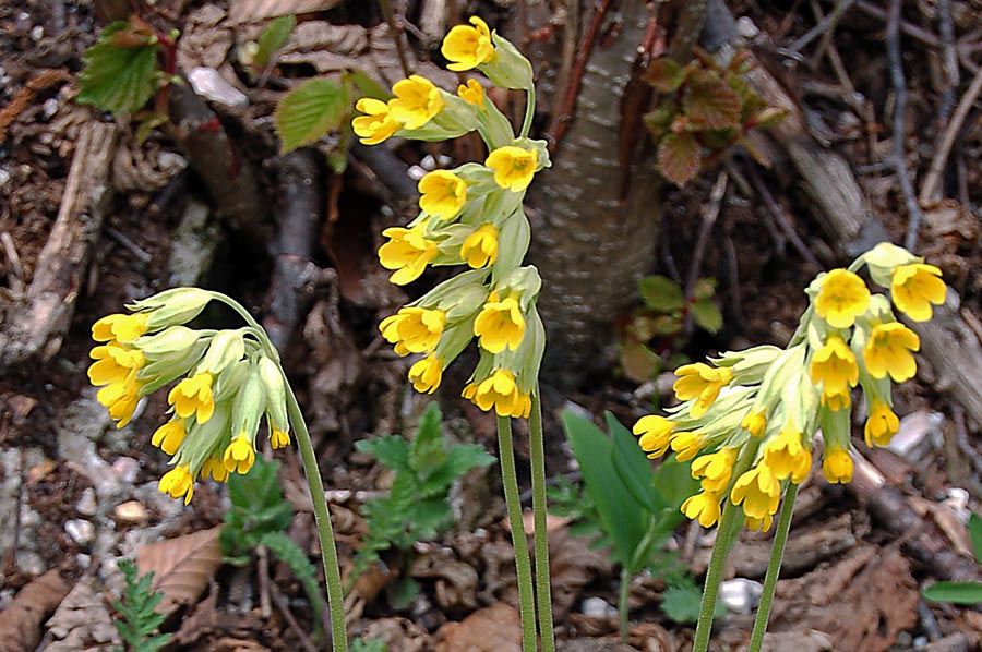 Primula veris  del Sengio Alto -  Primula x tommasinii